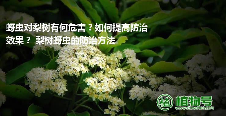 蚜虫对梨树有何危害？如何提高防治效果？ 梨树蚜虫的防治方法