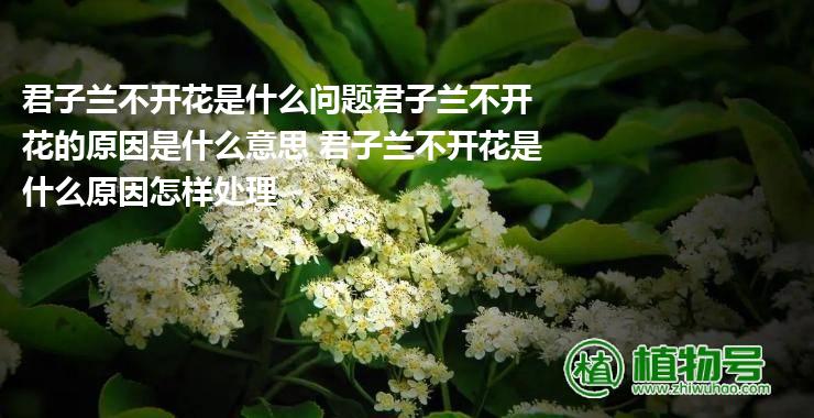 君子兰不开花是什么问题君子兰不开花的原因是什么意思 君子兰不开花是什么原因怎样处理