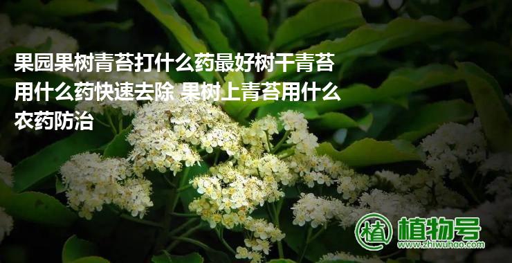 果园果树青苔打什么药最好树干青苔用什么药快速去除 果树上青苔用什么农药防治