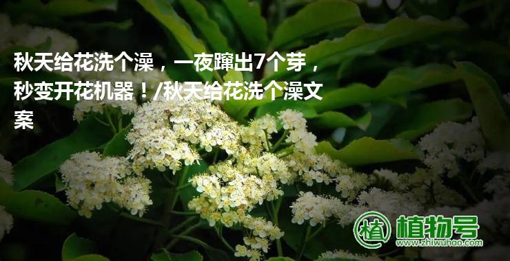 秋天给花洗个澡，一夜蹿出7个芽，秒变开花机器！/秋天给花洗个澡文案