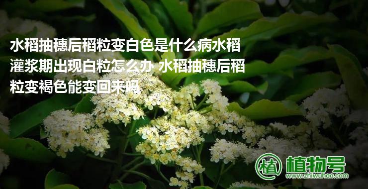 水稻抽穗后稻粒变白色是什么病水稻灌浆期出现白粒怎么办 水稻抽穗后稻粒变褐色能变回来吗