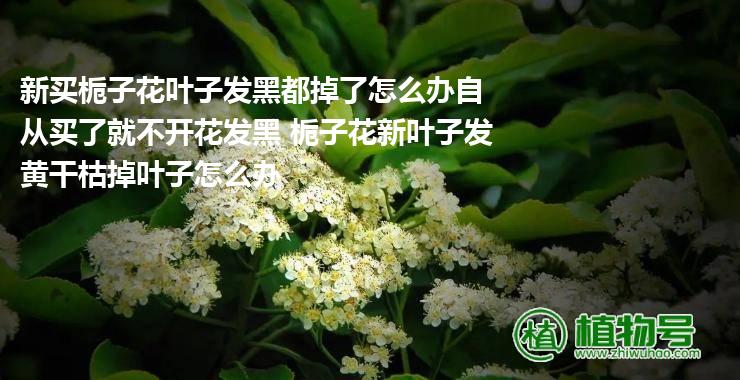 新买栀子花叶子发黑都掉了怎么办自从买了就不开花发黑 栀子花新叶子发黄干枯掉叶子怎么办