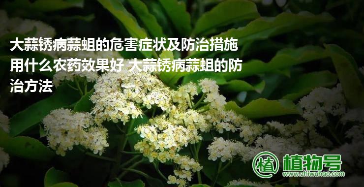 大蒜锈病蒜蛆的危害症状及防治措施用什么农药效果好 大蒜锈病蒜蛆的防治方法