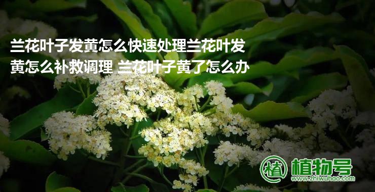 兰花叶子发黄怎么快速处理兰花叶发黄怎么补救调理 兰花叶子黄了怎么办