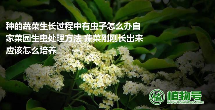 种的蔬菜生长过程中有虫子怎么办自家菜园生虫处理方法 蔬菜刚刚长出来应该怎么培养