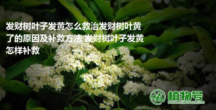 发财树叶子发黄怎么救治发财树叶黄了的原因及补救方法 发财树叶子发黄怎样补救