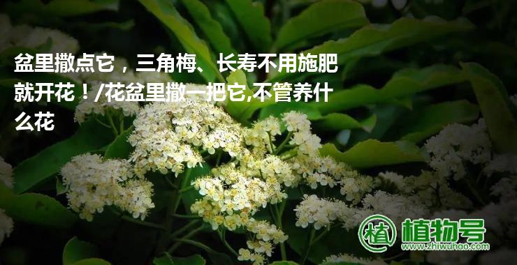 盆里撒点它，三角梅、长寿不用施肥就开花！/花盆里撒一把它,不管养什么花