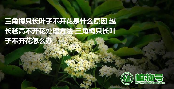 三角梅只长叶子不开花是什么原因 越长越高不开花处理方法 三角梅只长叶子不开花怎么办