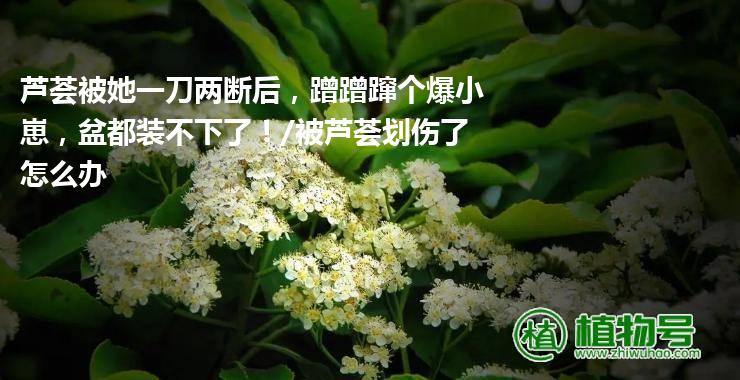 芦荟被她一刀两断后，蹭蹭蹿个爆小崽，盆都装不下了！/被芦荟划伤了怎么办