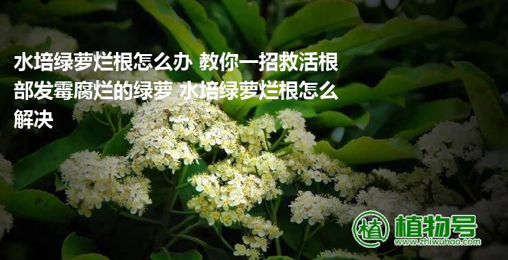 水培绿萝烂根怎么办 教你一招救活根部发霉腐烂的绿萝 水培绿萝烂根怎么解决