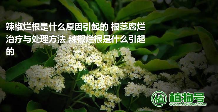 辣椒烂根是什么原因引起的 根茎腐烂治疗与处理方法 辣椒烂根是什么引起的