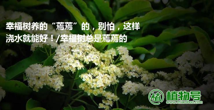 幸福树养的“蔫蔫”的，别怕，这样浇水就能好！/幸福树总是蔫蔫的