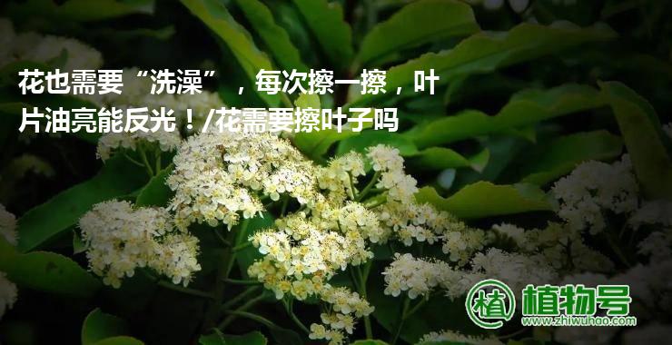 花也需要“洗澡”，每次擦一擦，叶片油亮能反光！/花需要擦叶子吗