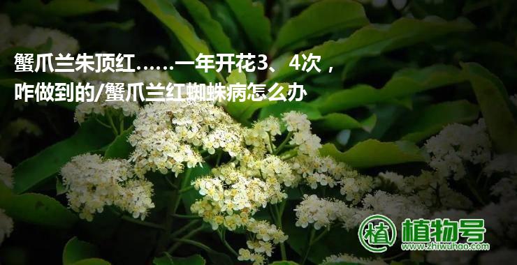 蟹爪兰朱顶红……一年开花3、4次，咋做到的/蟹爪兰红蜘蛛病怎么办