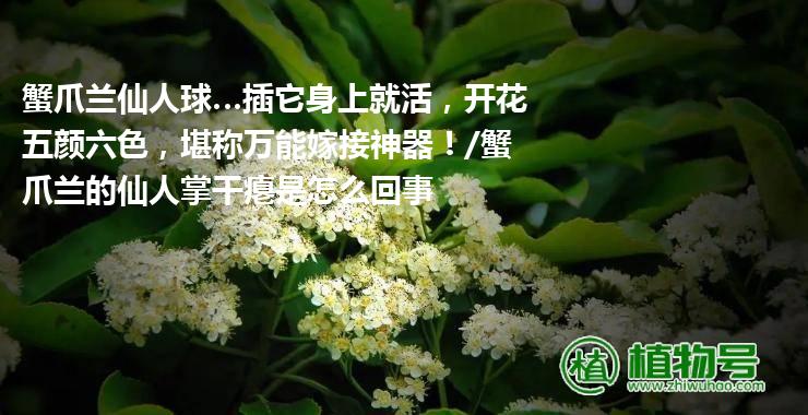 蟹爪兰仙人球…插它身上就活，开花五颜六色，堪称万能嫁接神器！/蟹爪兰的仙人掌干瘪是怎么回事