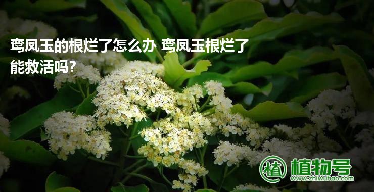 鸾凤玉的根烂了怎么办 鸾凤玉根烂了能救活吗?