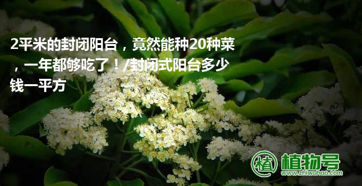 2平米的封闭阳台，竟然能种20种菜，一年都够吃了！/封闭式阳台多少钱一平方