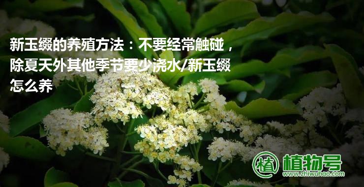 新玉缀的养殖方法：不要经常触碰，除夏天外其他季节要少浇水/新玉缀怎么养