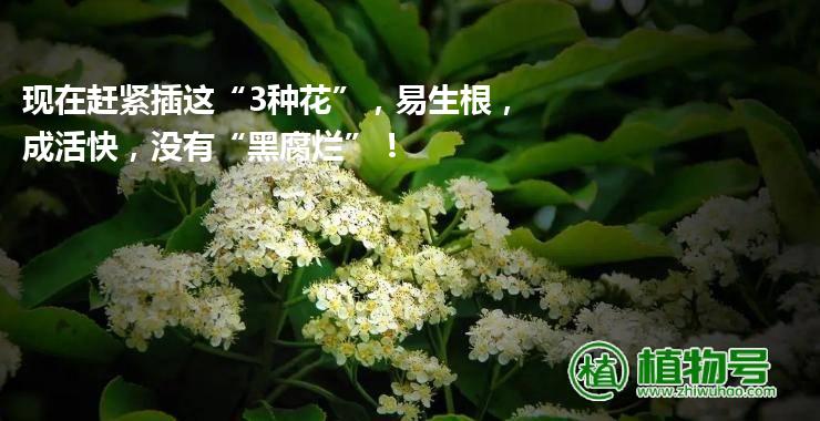 现在赶紧插这“3种花”，易生根，成活快，没有“黑腐烂”！