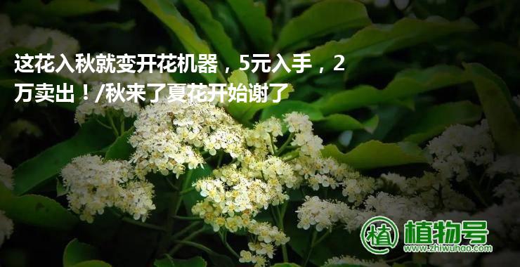 这花入秋就变开花机器，5元入手，2万卖出！/秋来了夏花开始谢了