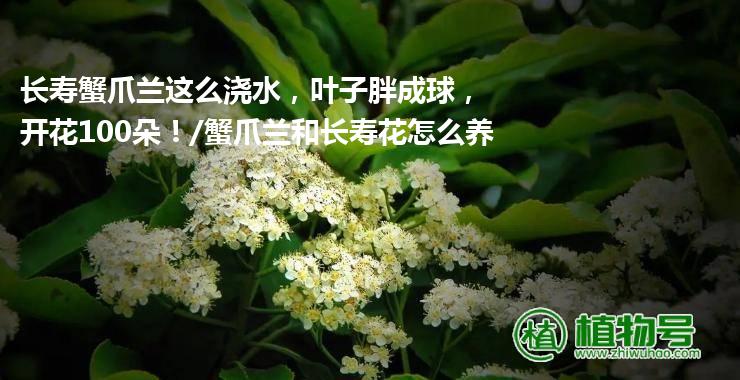 长寿蟹爪兰这么浇水，叶子胖成球，开花100朵！/蟹爪兰和长寿花怎么养