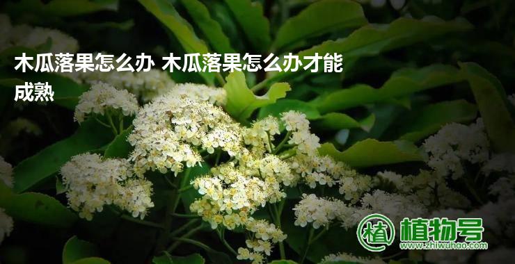 木瓜落果怎么办 木瓜落果怎么办才能成熟