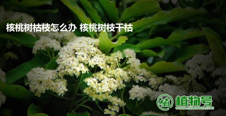 核桃树枯枝怎么办 核桃树枝干枯