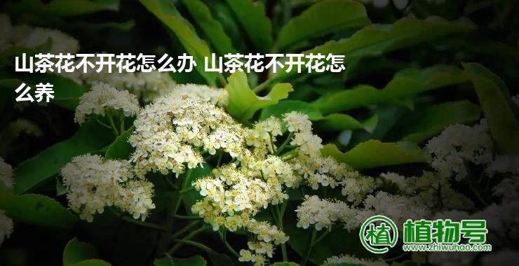 山茶花不开花怎么办 山茶花不开花怎么养