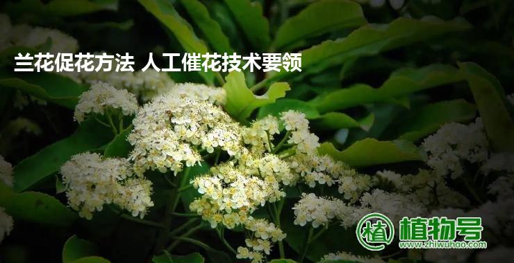 兰花促花方法 人工催花技术要领