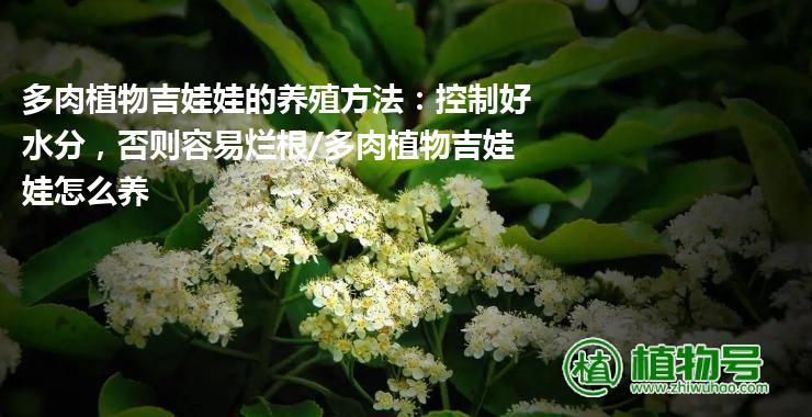 多肉植物吉娃娃的养殖方法：控制好水分，否则容易烂根/多肉植物吉娃娃怎么养