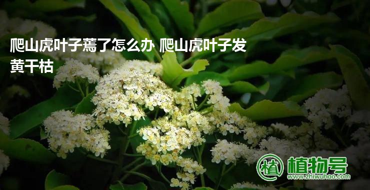 爬山虎叶子蔫了怎么办 爬山虎叶子发黄干枯