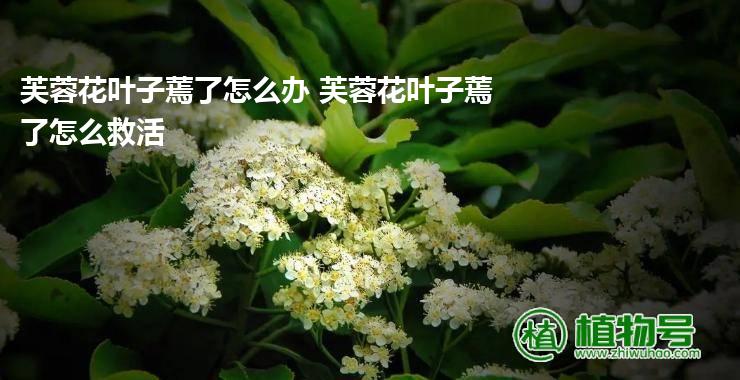 芙蓉花叶子蔫了怎么办 芙蓉花叶子蔫了怎么救活