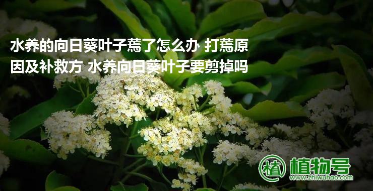 水养的向日葵叶子蔫了怎么办 打蔫原因及补救方 水养向日葵叶子要剪掉吗