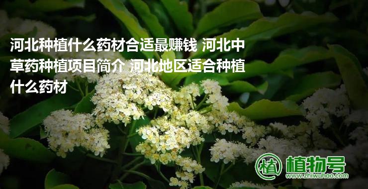 河北种植什么药材合适最赚钱 河北中草药种植项目简介 河北地区适合种植什么药材