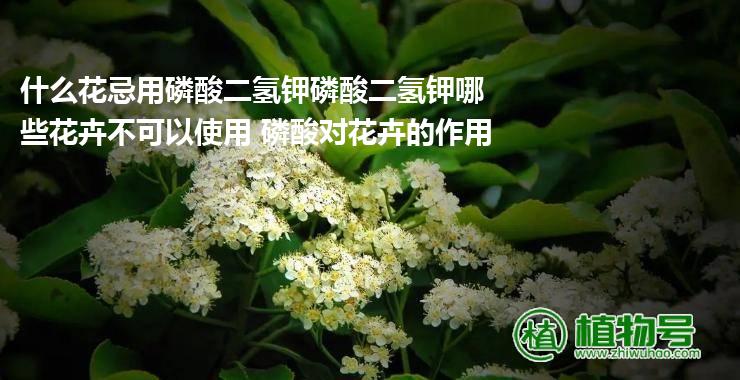 什么花忌用磷酸二氢钾磷酸二氢钾哪些花卉不可以使用 磷酸对花卉的作用