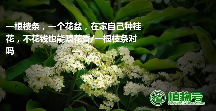 一根枝条，一个花盆，在家自己种桂花，不花钱也能嗅花香/一根枝条对吗