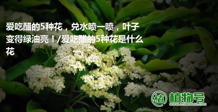 爱吃醋的5种花，兑水喷一喷，叶子变得绿油亮！/爱吃醋的5种花是什么花