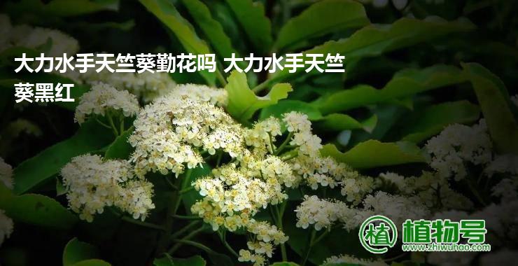 大力水手天竺葵勤花吗 大力水手天竺葵黑红