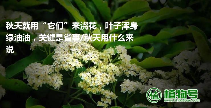 秋天就用“它们”来浇花，叶子浑身绿油油，关键是省事/秋天用什么来说