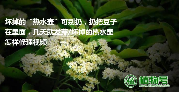 坏掉的“热水壶”可别扔，扔把豆子在里面，几天就发芽/坏掉的热水壶怎样修理视频