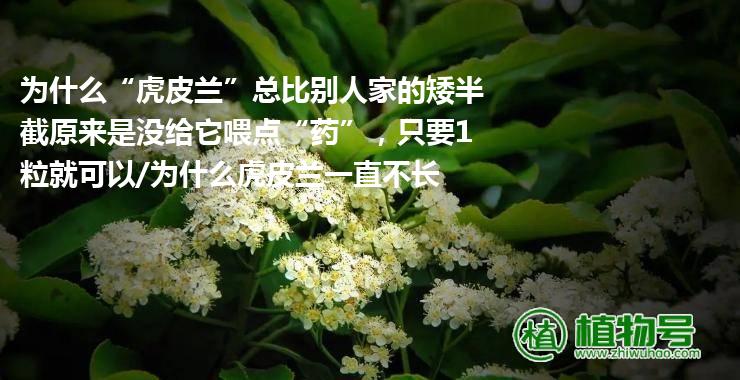 为什么“虎皮兰”总比别人家的矮半截原来是没给它喂点“药”，只要1粒就可以/为什么虎皮兰一直不长