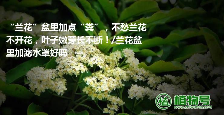 “兰花”盆里加点“粪”，不愁兰花不开花，叶子嫩芽长不断！/兰花盆里加滤水罩好吗