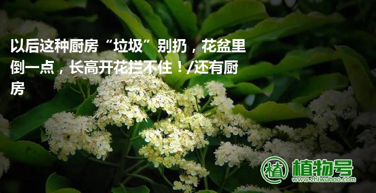 以后这种厨房“垃圾”别扔，花盆里倒一点，长高开花拦不住！/还有厨房