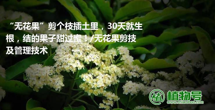 “无花果”剪个枝插土里，30天就生根，结的果子甜过蜜！/无花果剪技及管理技术