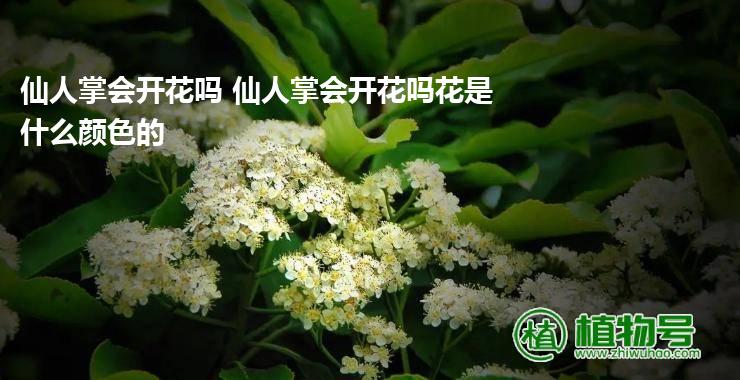 仙人掌会开花吗 仙人掌会开花吗花是什么颜色的