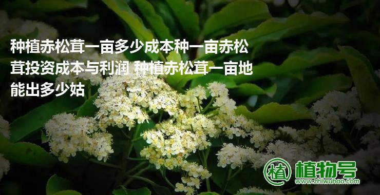 种植赤松茸一亩多少成本种一亩赤松茸投资成本与利润 种植赤松茸一亩地能出多少姑