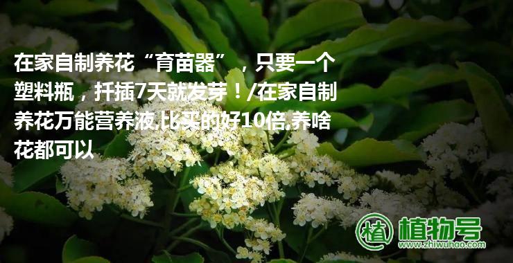 在家自制养花“育苗器”，只要一个塑料瓶，扦插7天就发芽！/在家自制养花万能营养液,比买的好10倍,养啥花都可以