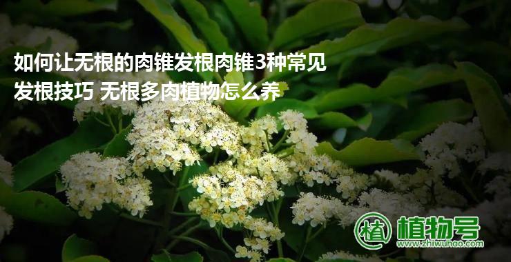 如何让无根的肉锥发根肉锥3种常见发根技巧 无根多肉植物怎么养