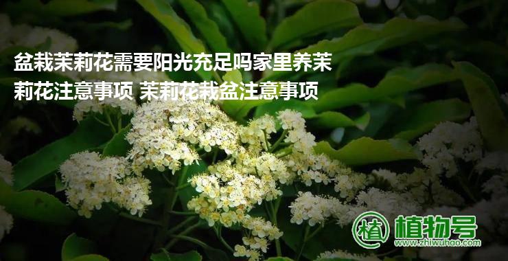 盆栽茉莉花需要阳光充足吗家里养茉莉花注意事项 茉莉花栽盆注意事项