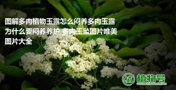 图解多肉植物玉露怎么闷养多肉玉露为什么要闷养养护 多肉玉坠图片唯美图片大全